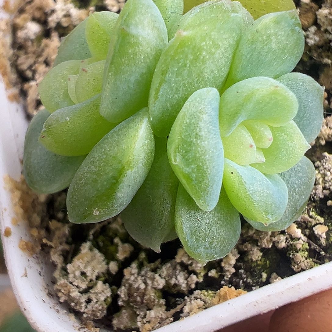 风花雪月双头星月。福利 