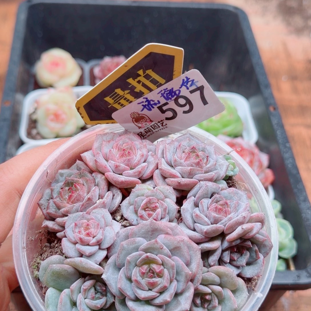 多肉植物多肉植物