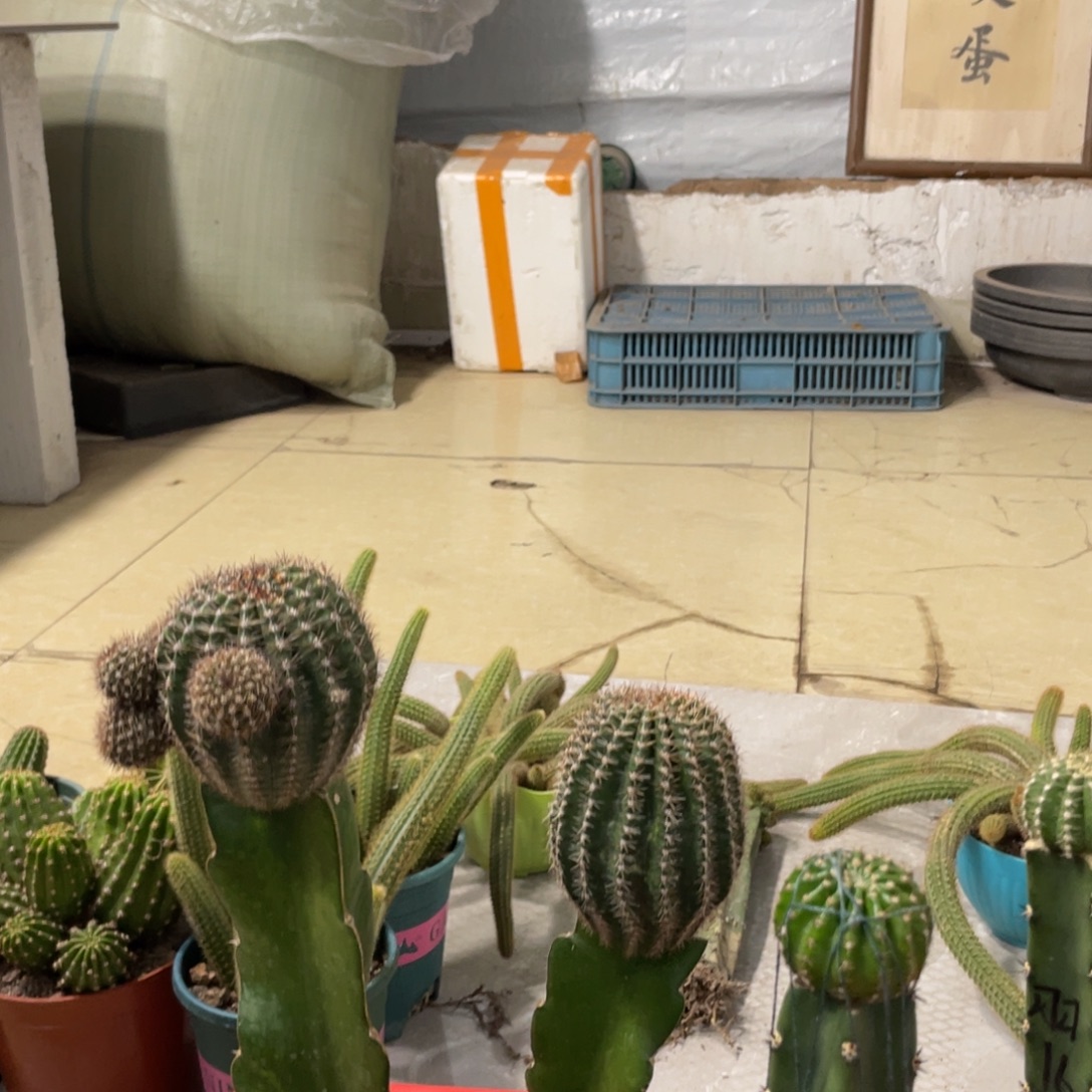新品丽花L41袖铺母本