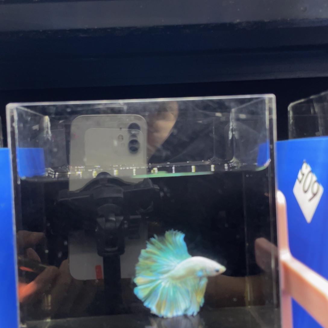 海水鱼胡苏苏苏苏苏464