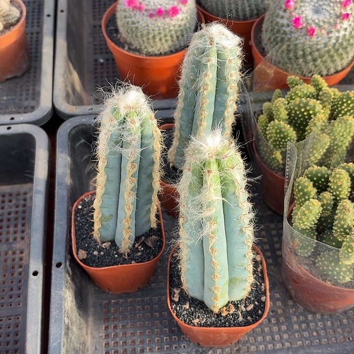 长毛蓝柱仙人球1234