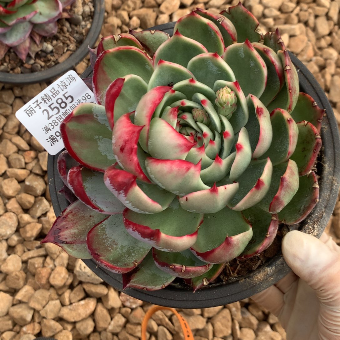 2585一物一拍13厘米