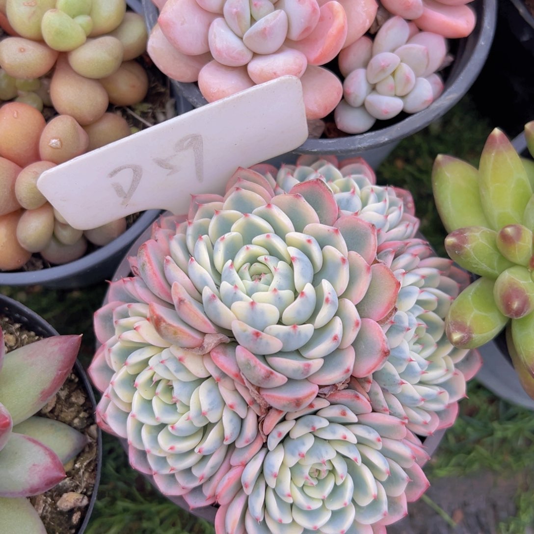 香玉的故事是一个人的故事