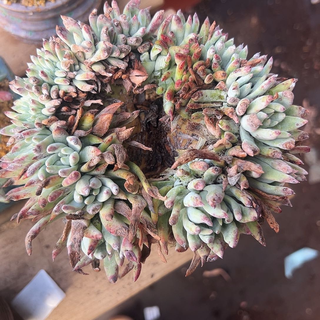 6274千寿姬缀化仙女杯