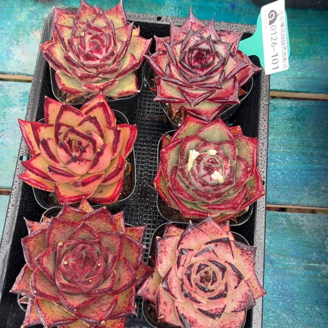 多肉一物一拍编号0126-101