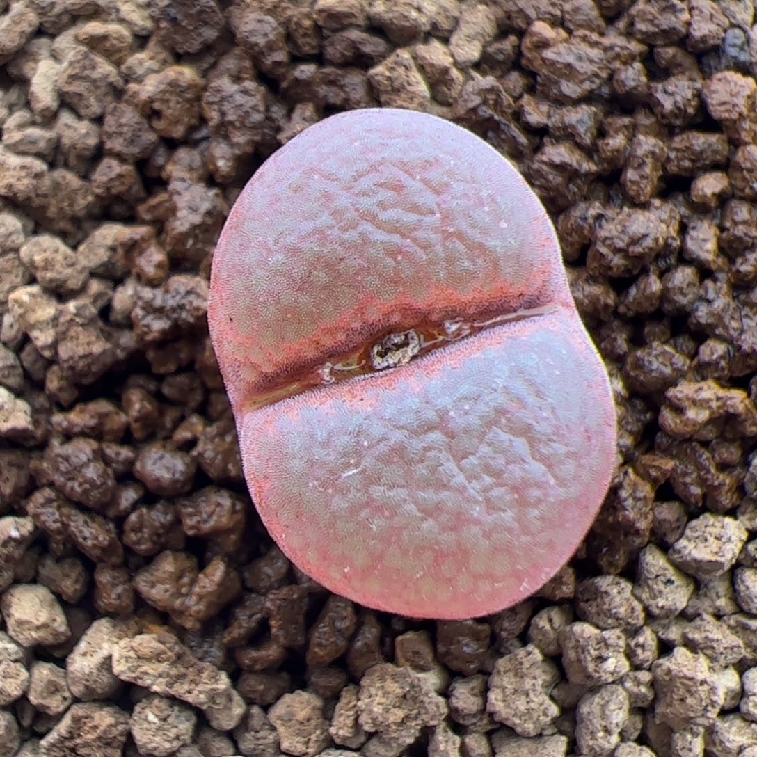 0589号c10风铃 多肉植物