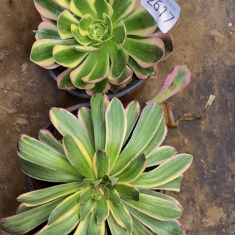 两盆多肉植物2617