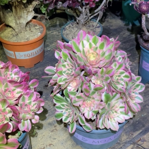 粉女巫多肉植物068