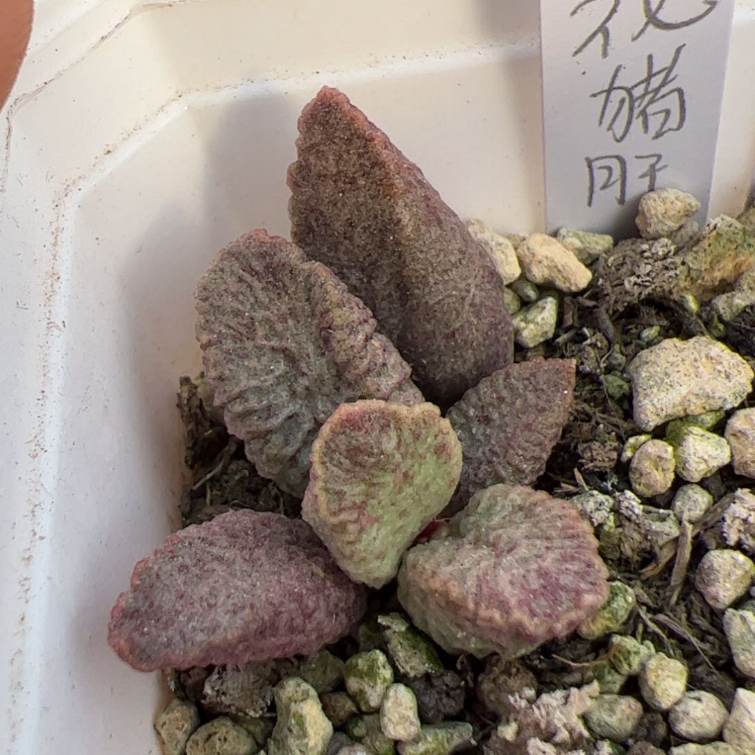 融化纹猪肝多肉植物水泡