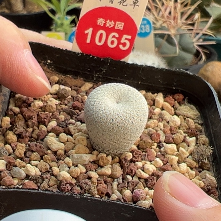 实生小人帽1.7cm一棵仙人球