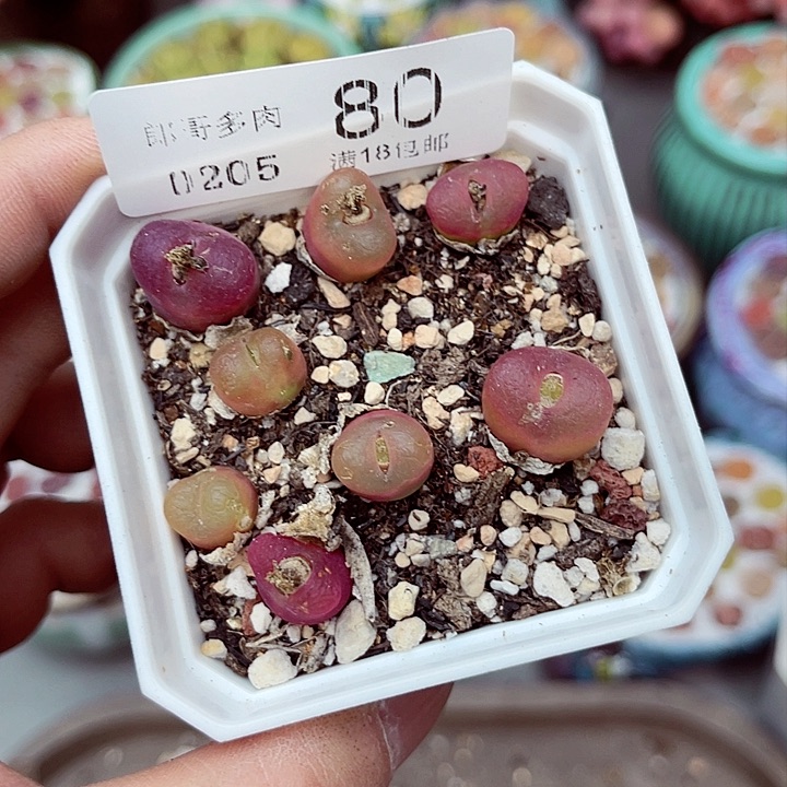 多肉植物生石花5-80