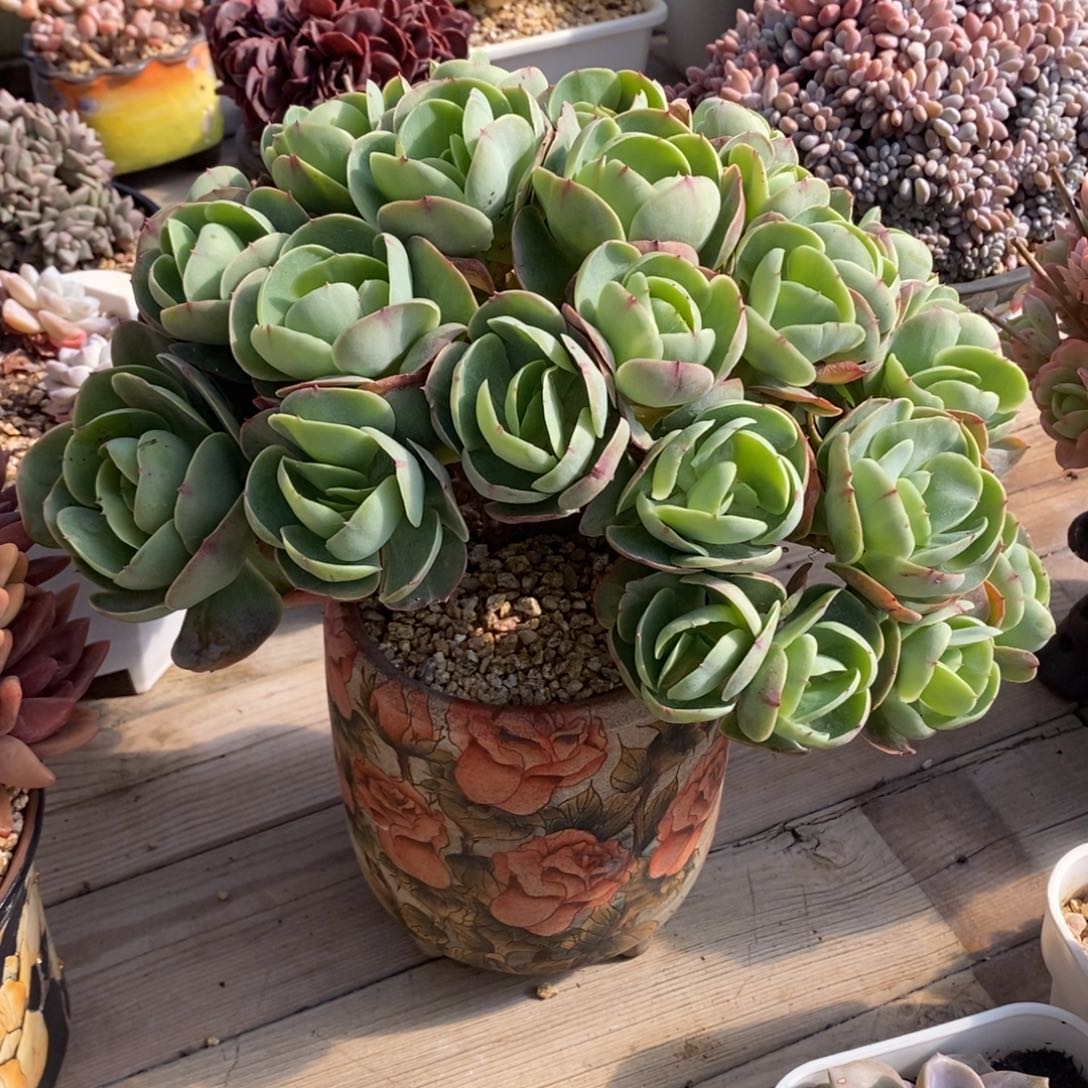 喜***狼50号多肉群大群漂亮