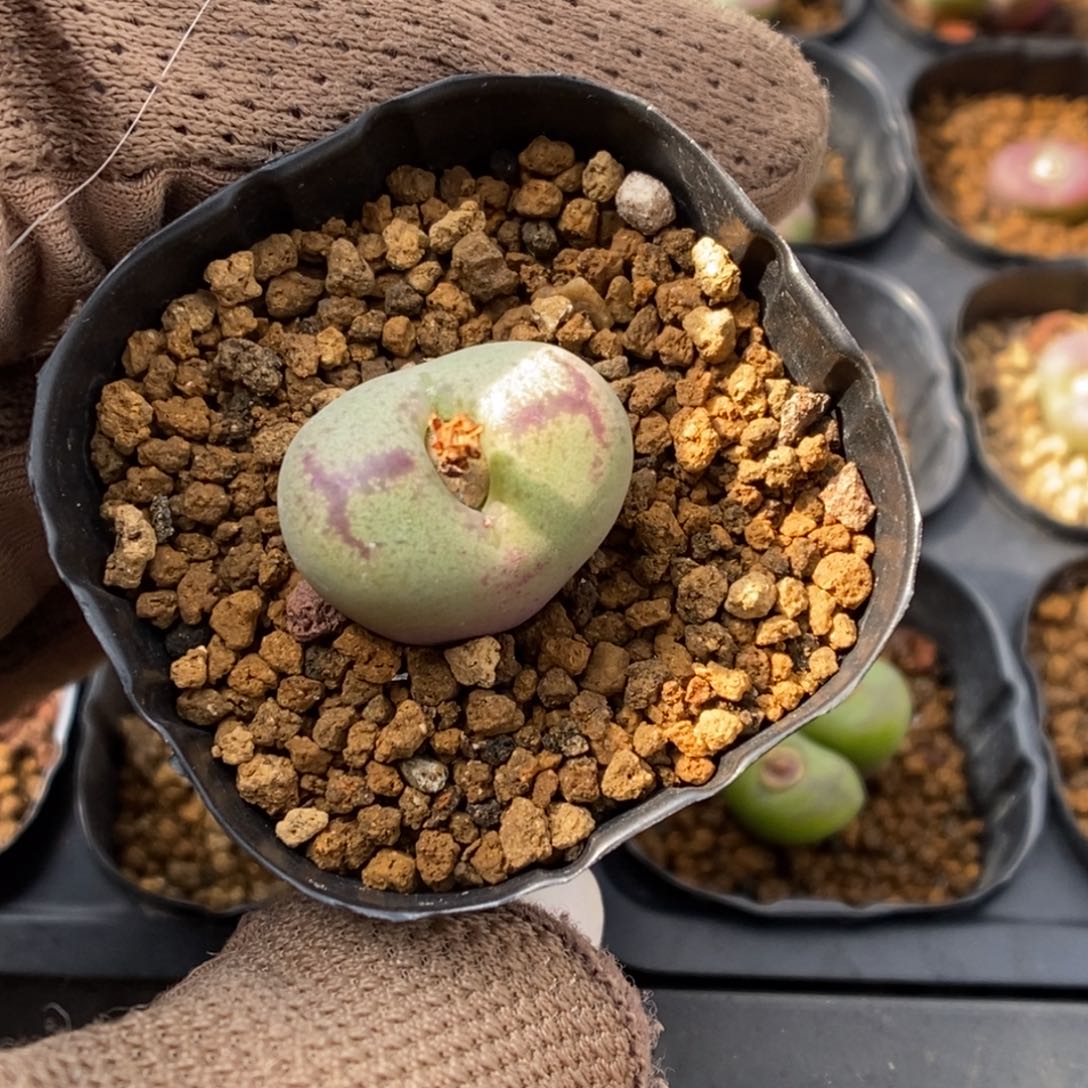 多肉植物肉锥杂交K-821