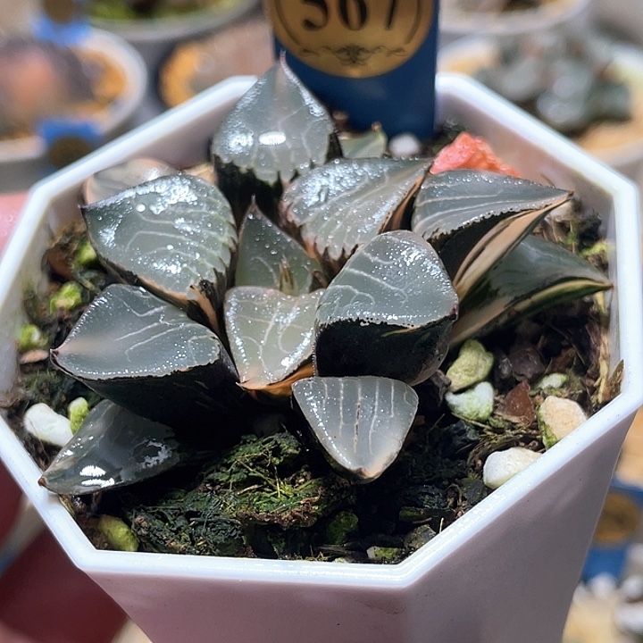 567花影锦特选福利