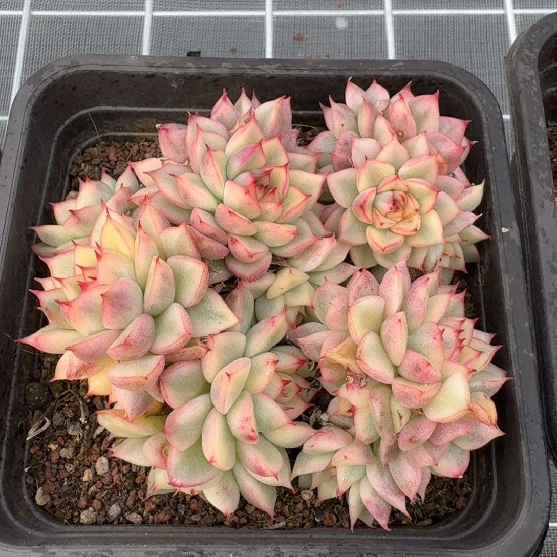 从前慢花园精选女雏锦