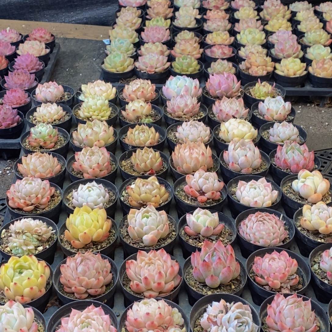 647的人和我一起去的地方官员们