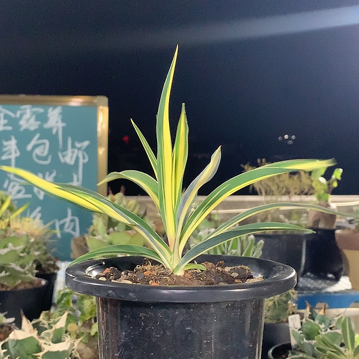 毛叶丝兰黄中斑1啊啊啊
