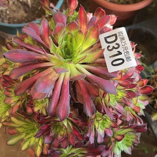 6****人多肉植物一个