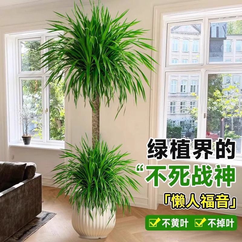 (顺丰包邮1.3-1.5米双层龙血树)绿豆青四季常绿耐寒耐热好养耐活