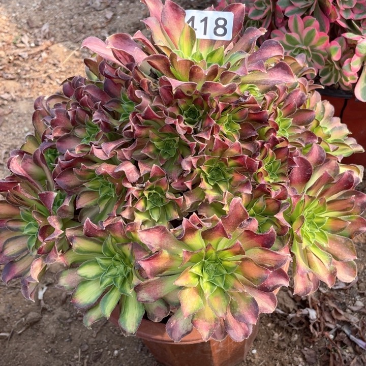 418多肉植物韶华