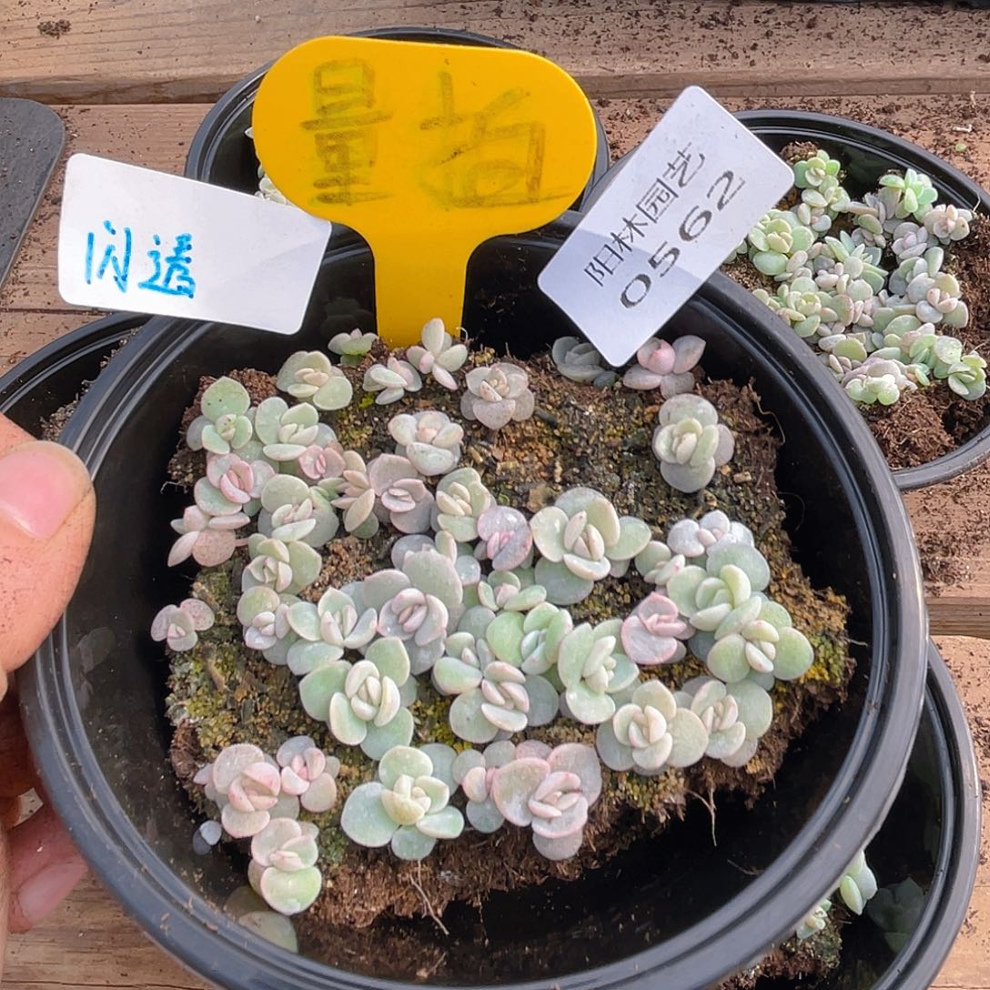 量拍多肉植物多肉植物562