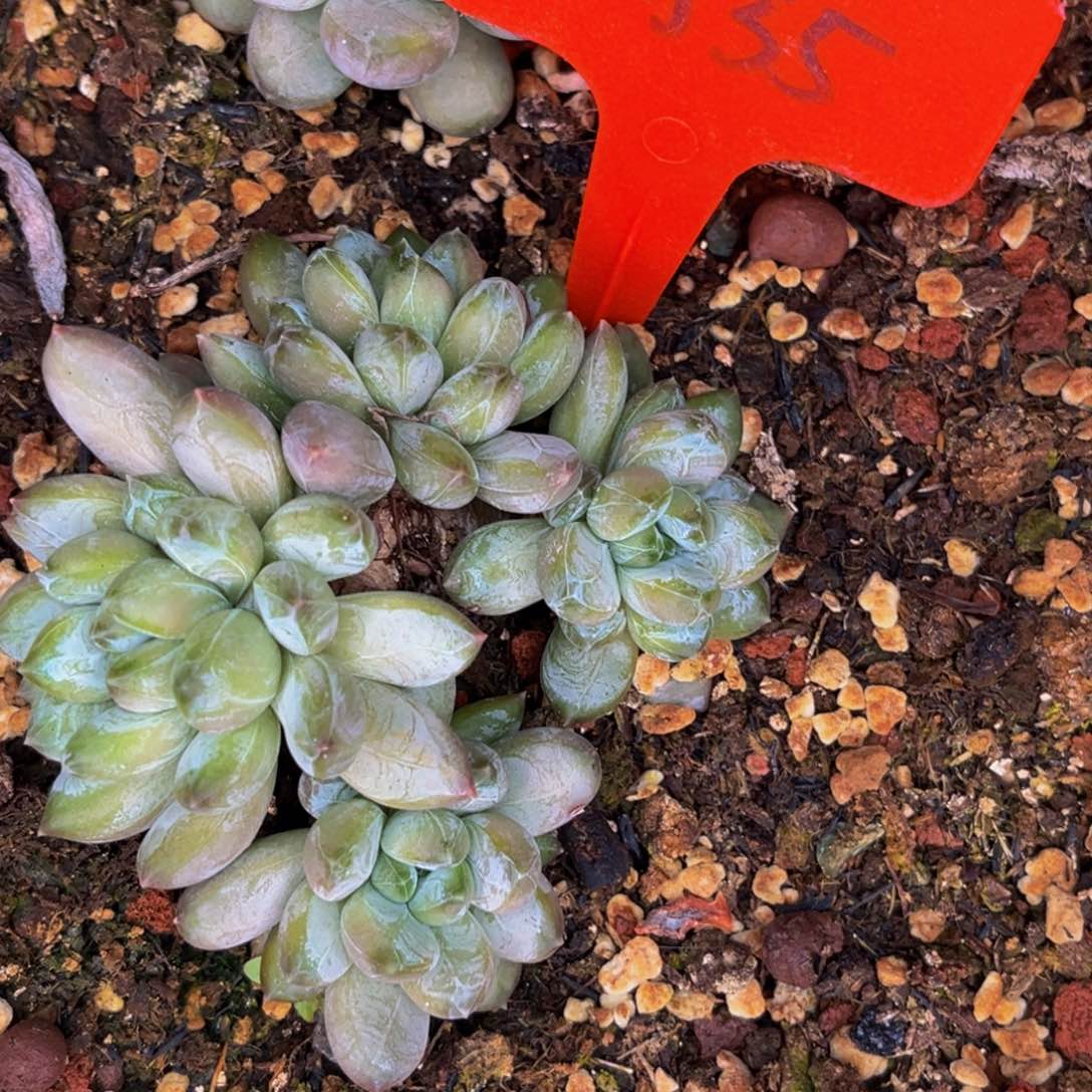 大*o2535号晚上多肉植物群生多肉