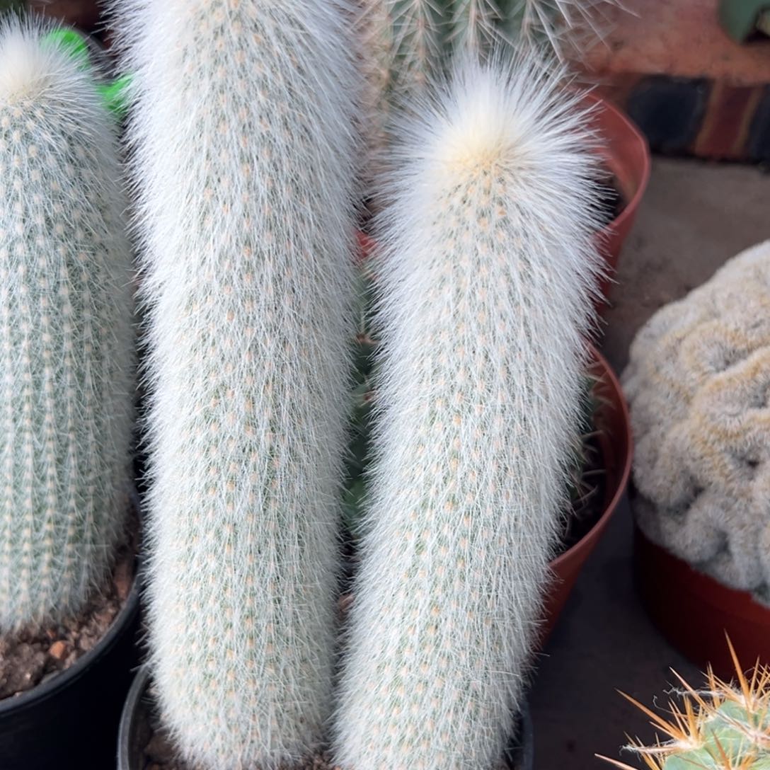 L***天零零落落 零零落落