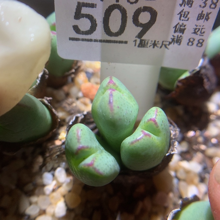 精品生石花115.509