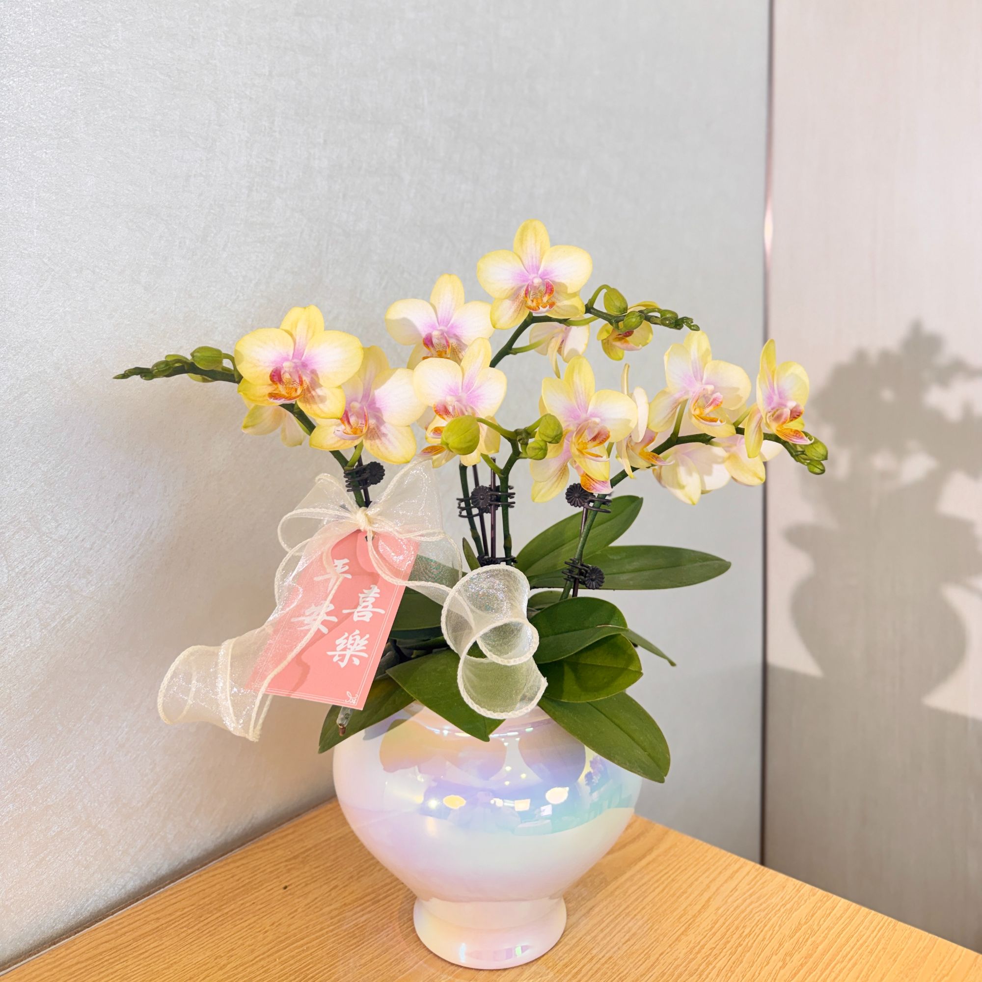 《祥云》淡黄晕染色调蜡质矮株型蝴蝶兰  室内精致桌面绿植花卉