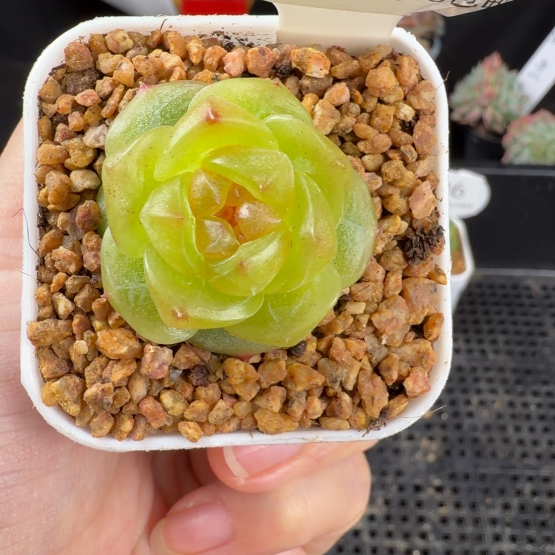 珍妮单头优选188号