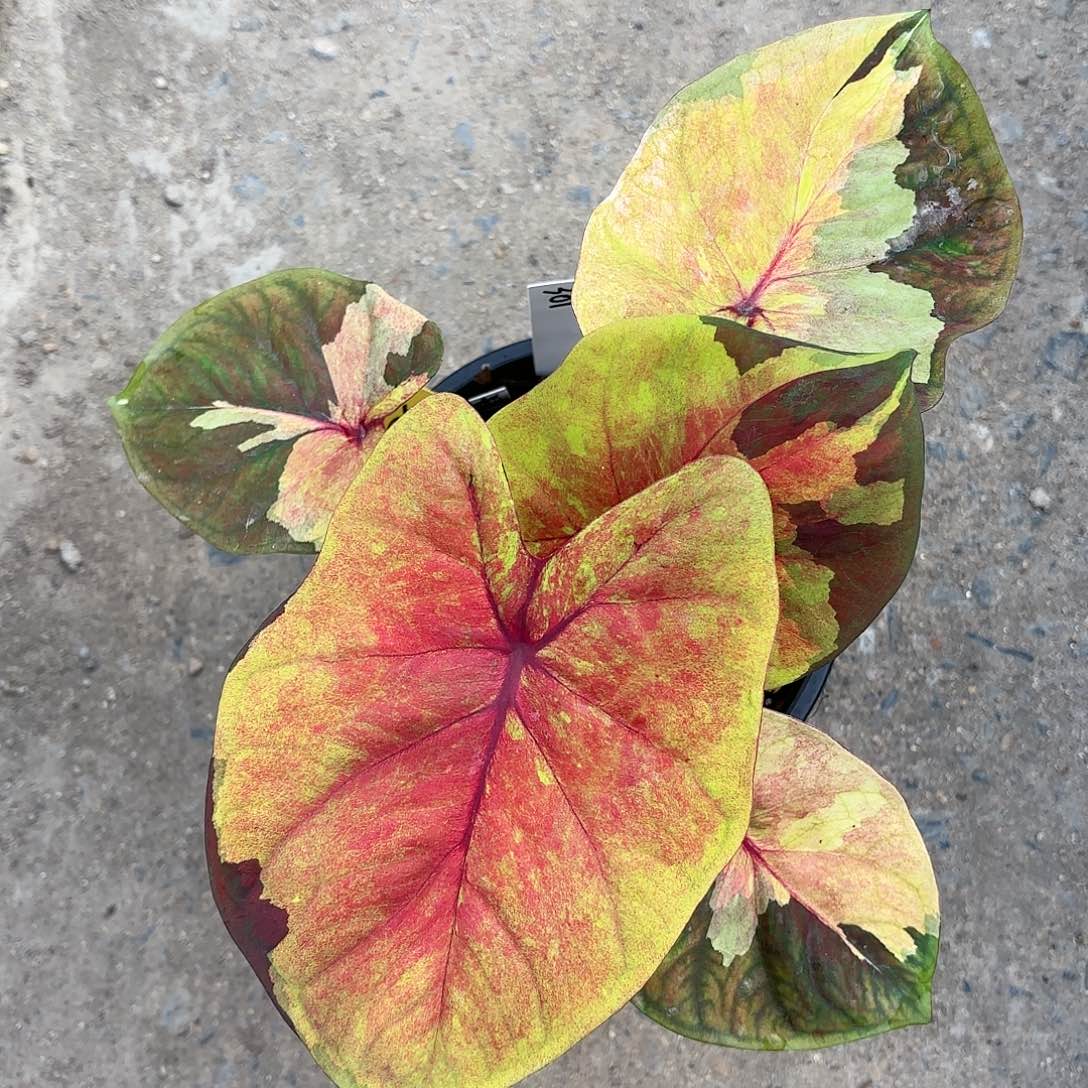 301-0122落日彩叶芋泰国发货