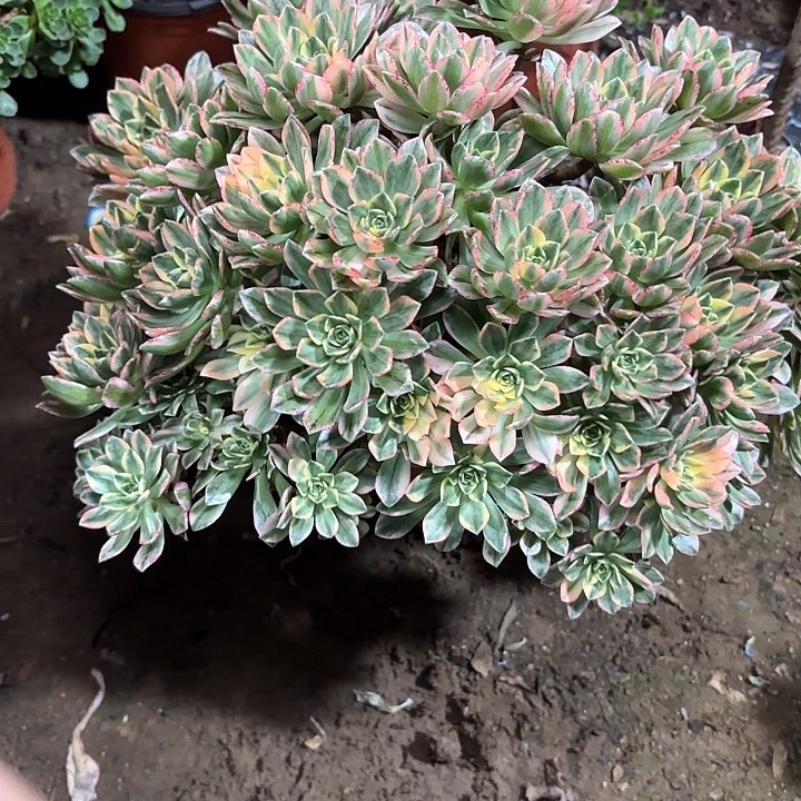 多肉植物法师甜茶146