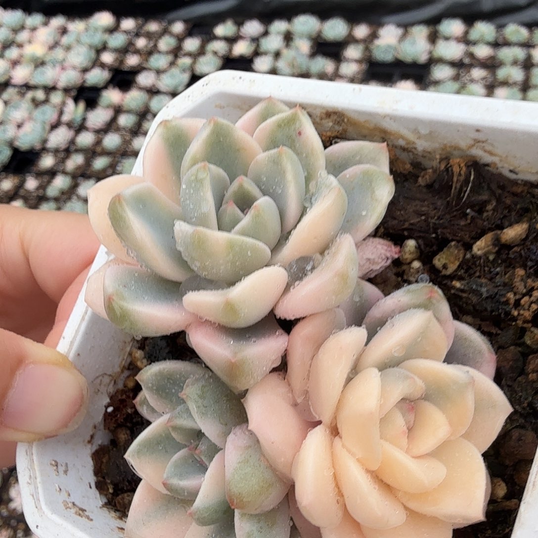 红粉佳人锦底座群