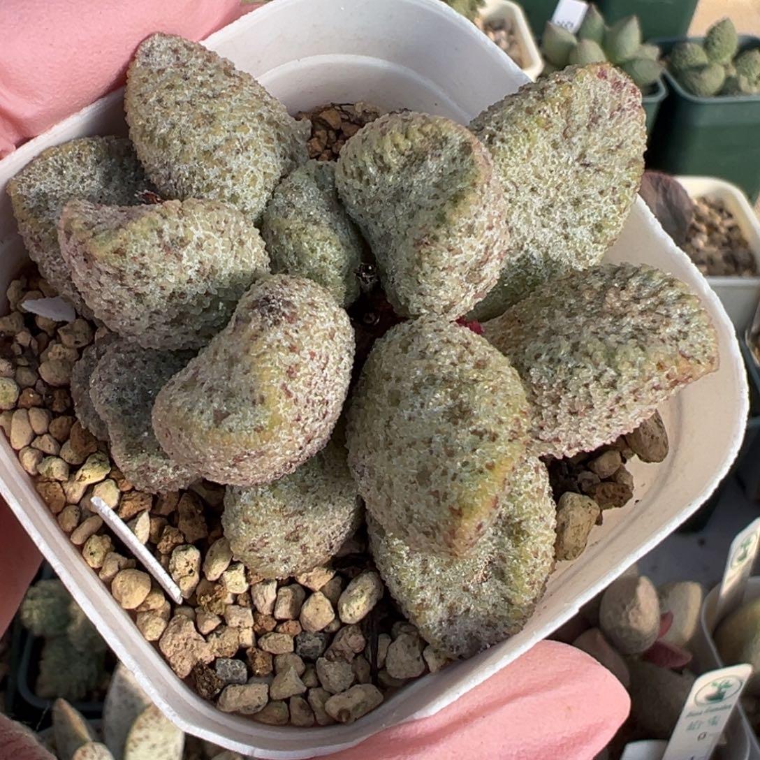 207砂糖蛋老桩花朵水泡实生