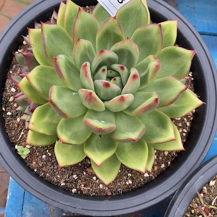 若如东云单拍C548