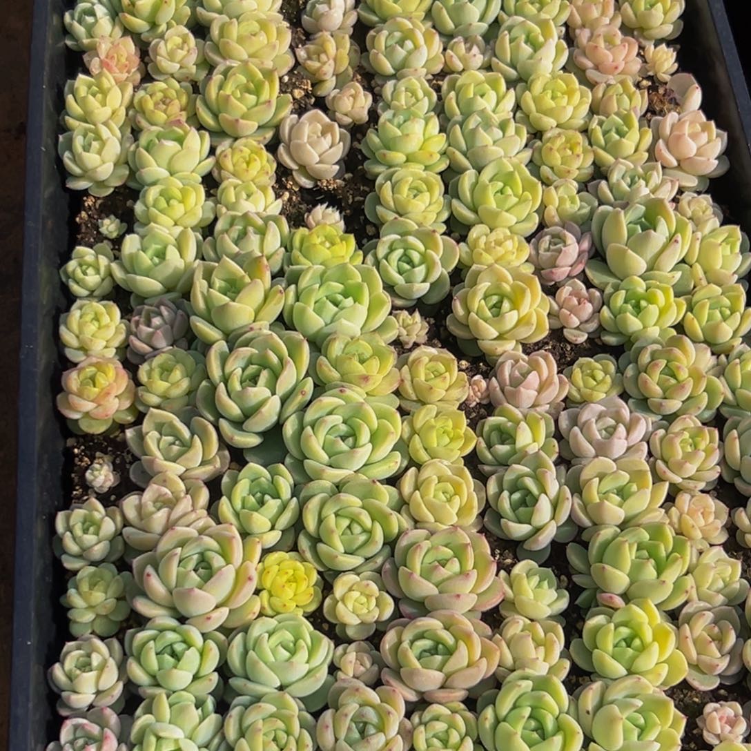 南***•575多肉葡萄的味道是真的很