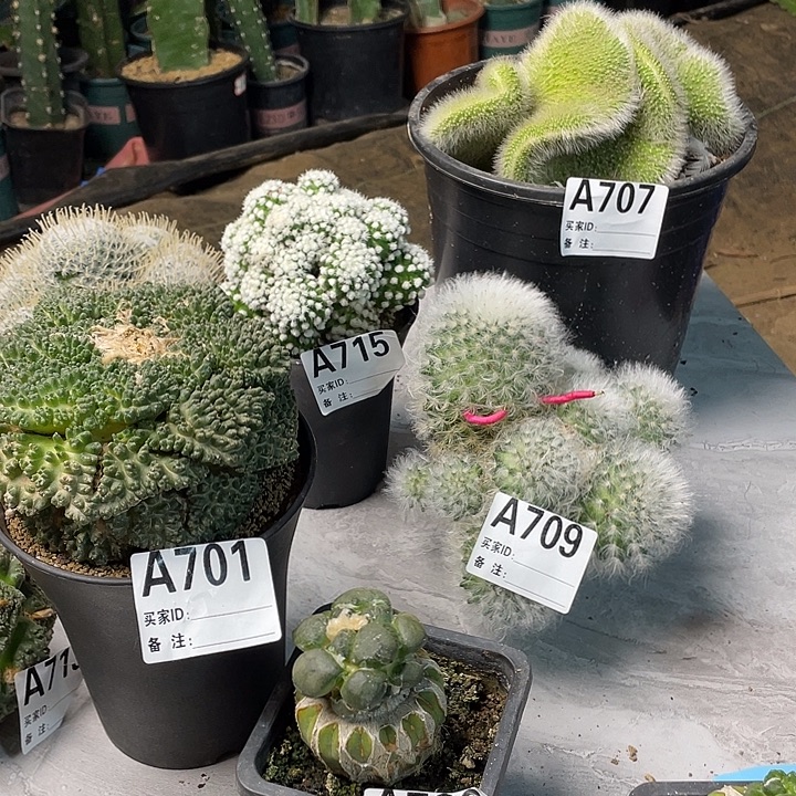 罗***明707九尾狐缀一会先跟上