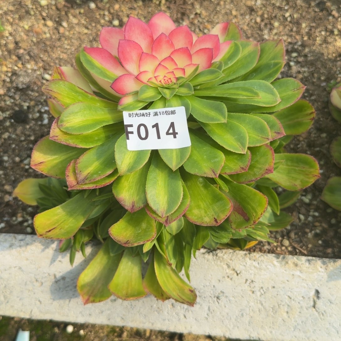 二**姨014知否。多肉植物