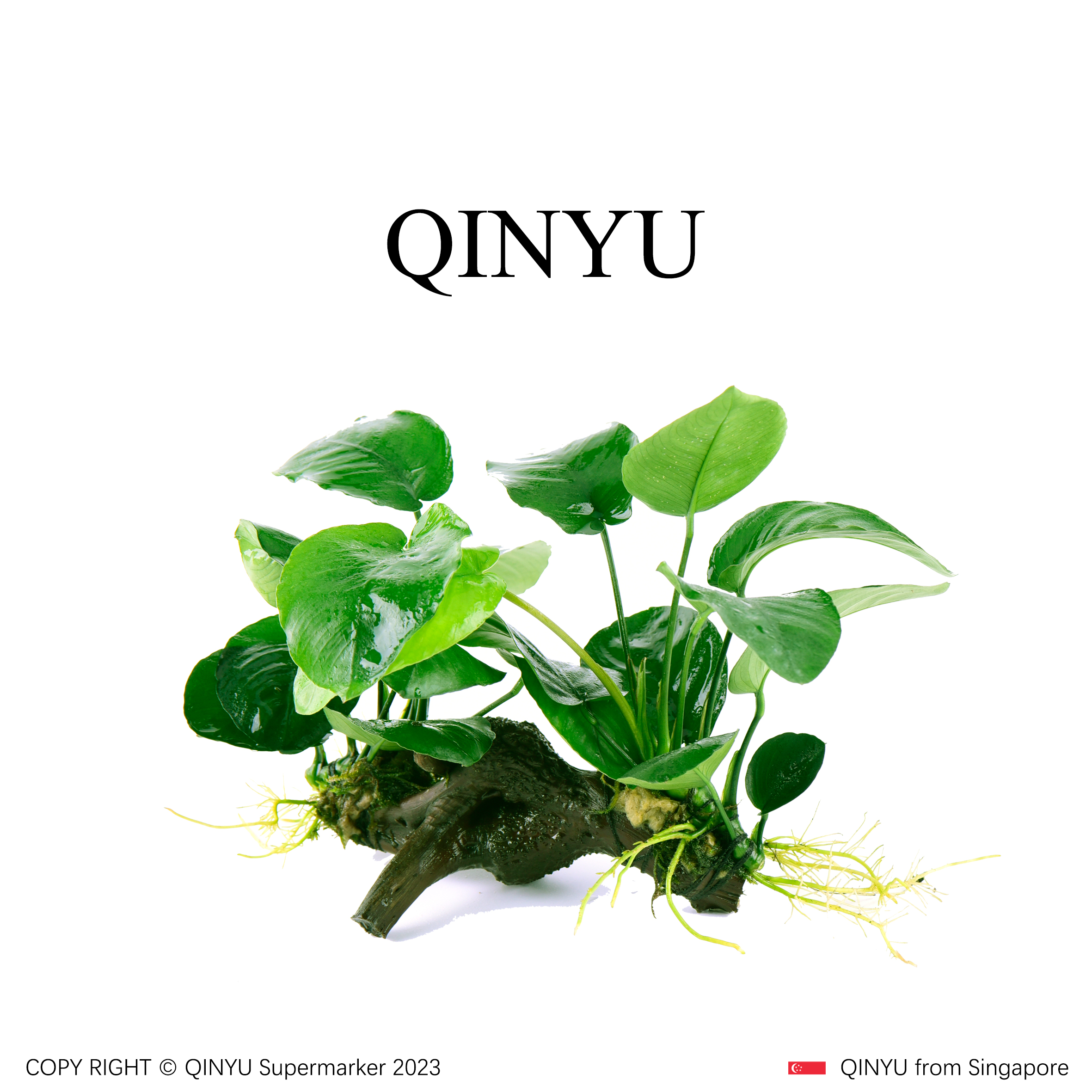 【沉木专场】真沉木小巴榕  无需底沙种植入缸成景