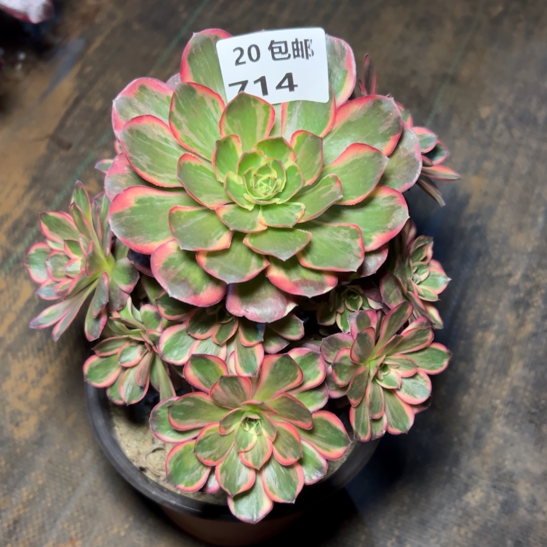 714纳福，满20包邮嘟叮熊