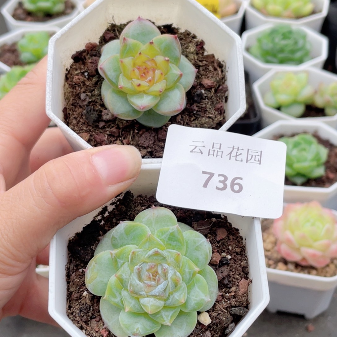 736号糖心冰心珍妮2 福利！