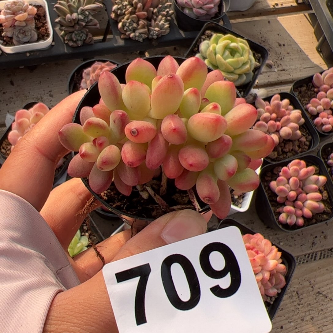 709 多肉植物组合盆栽