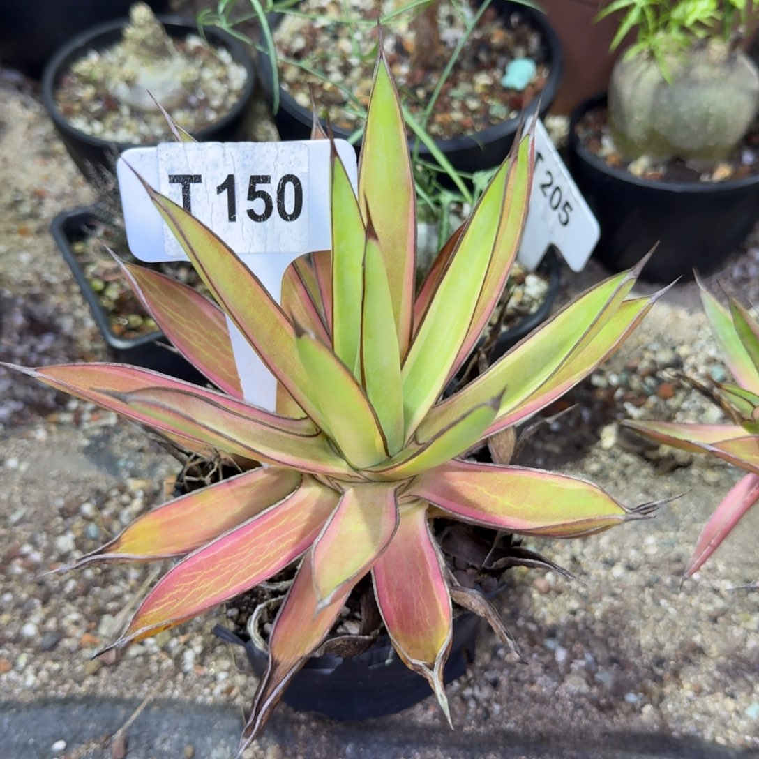 福利泷雷腹轮锦脱土发