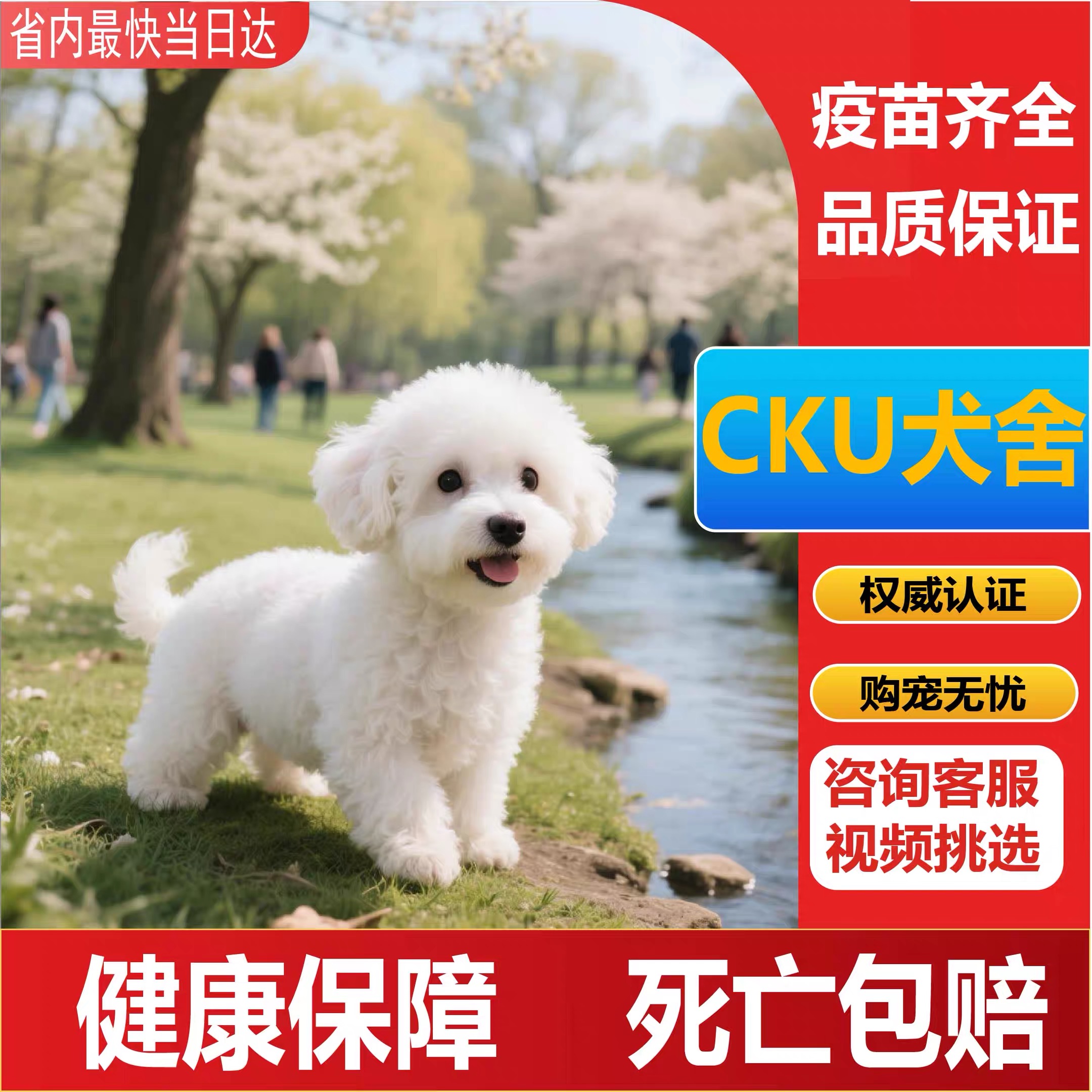 然然家纯种比熊幼茶杯犬韩系比熊小型犬小体宠物活体