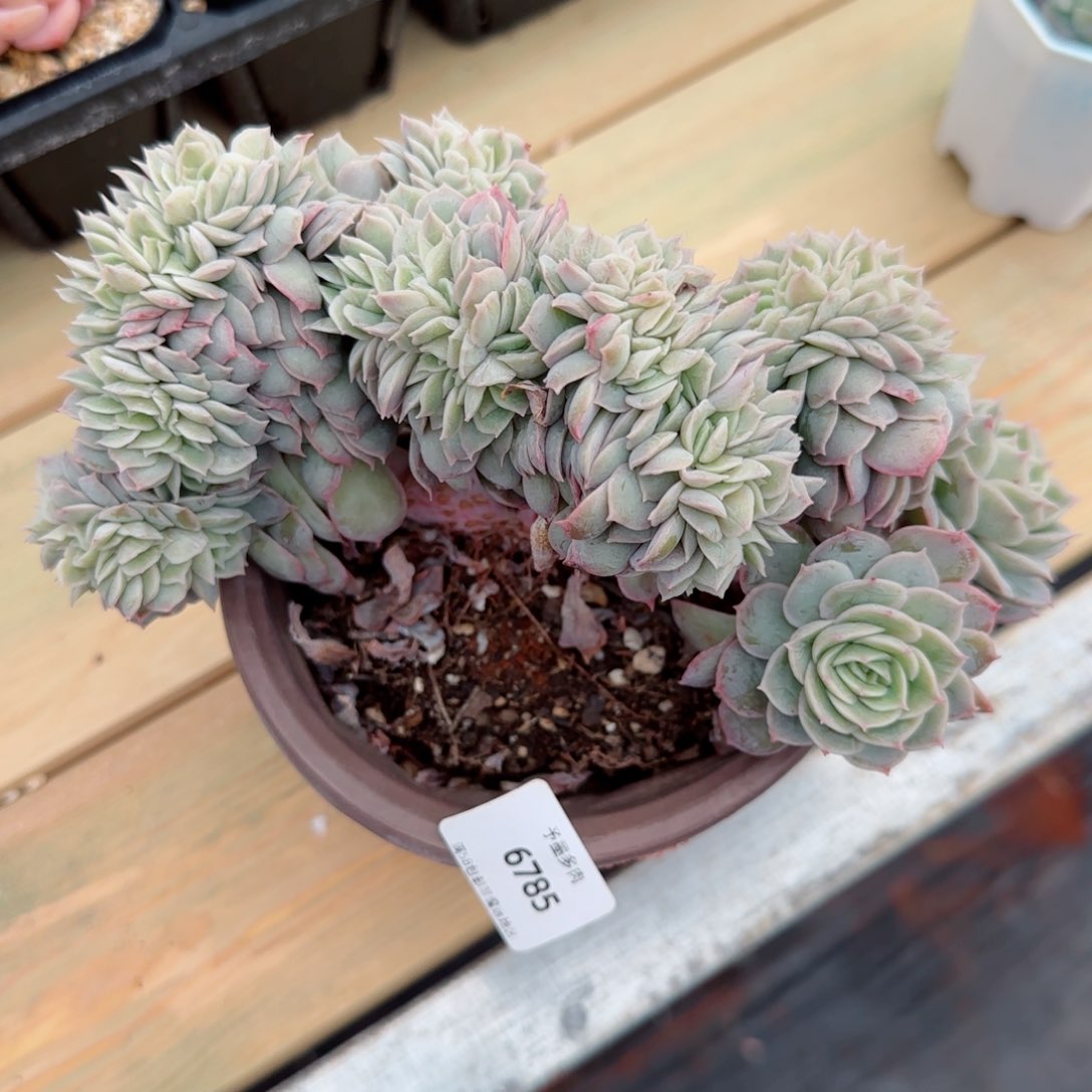 昂缀，6785多肉植物