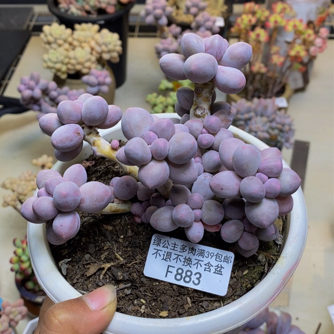 883香水手指奶多肉9cm