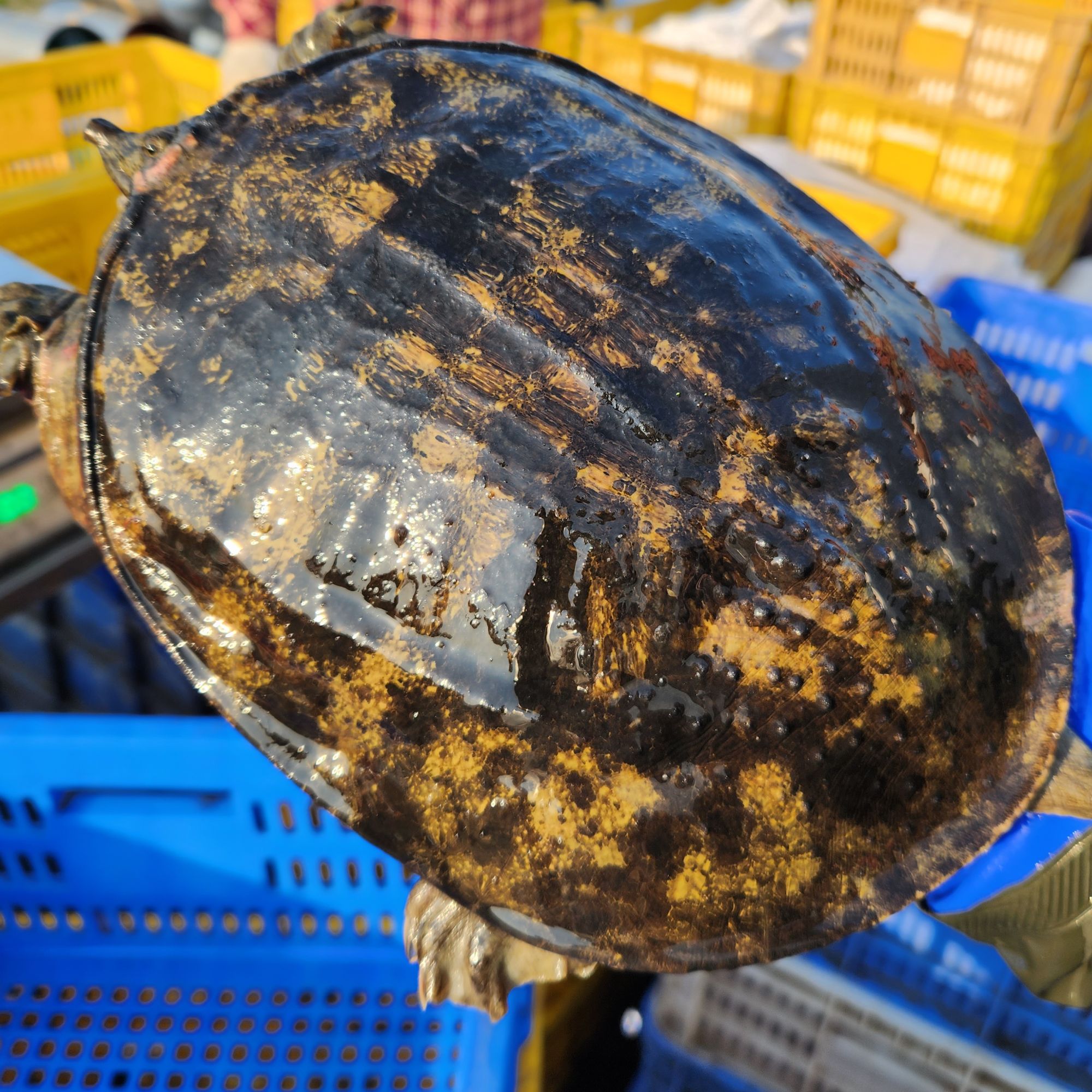 鲜活生态藕塘黑花黄花背甲鱼水鱼鳖