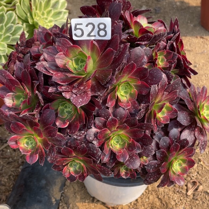 528多肉植物安娜