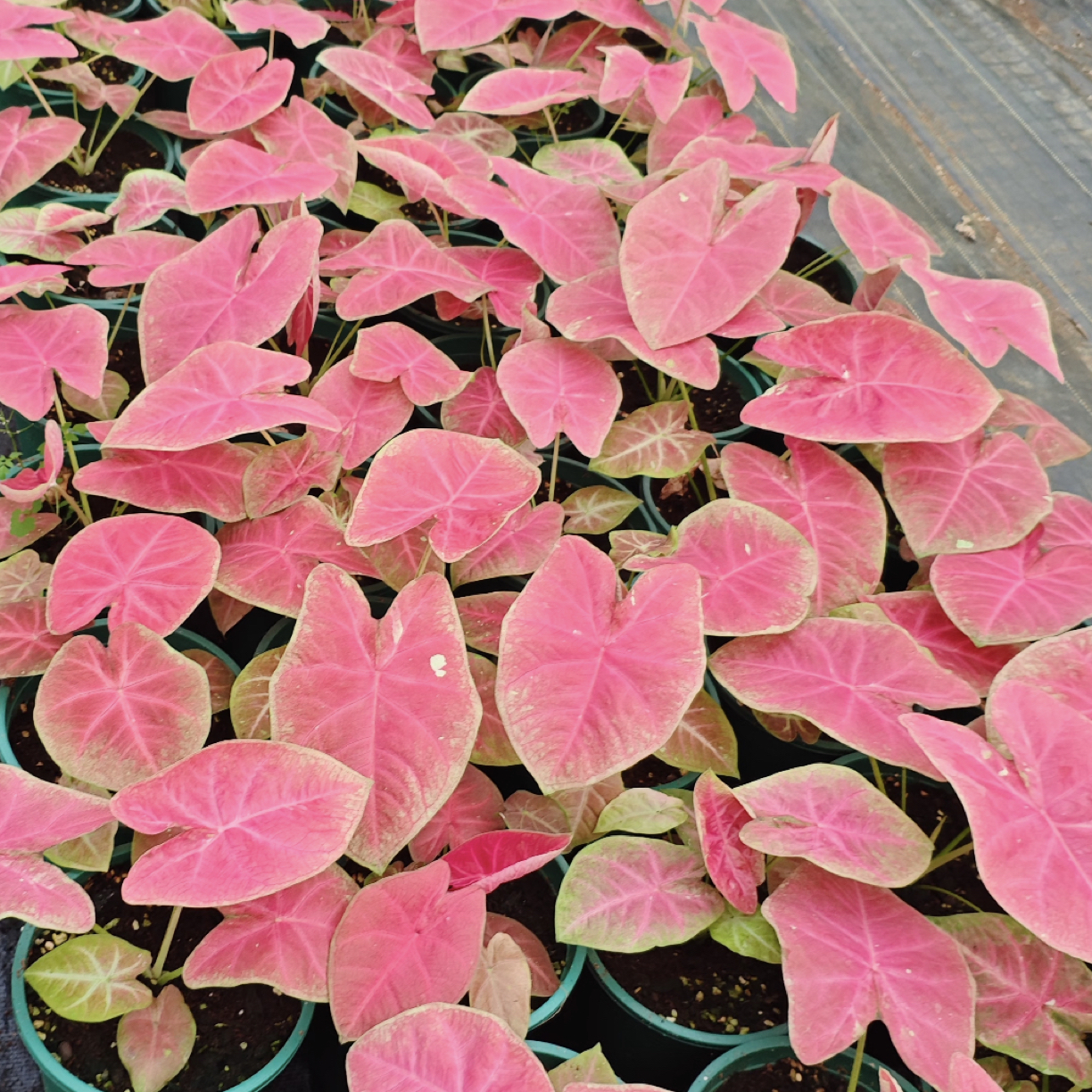 【120#桃花仙子】彩叶芋热植耐热多年生懒人绿植ins风