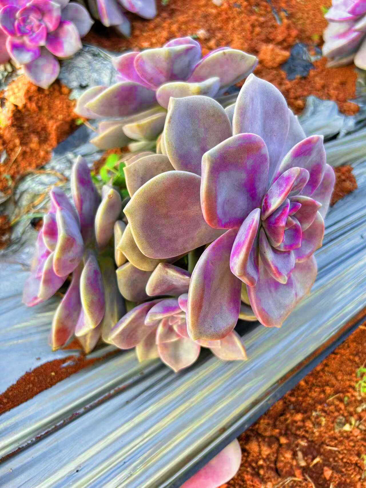 地栽多肉植物批发 紫乐